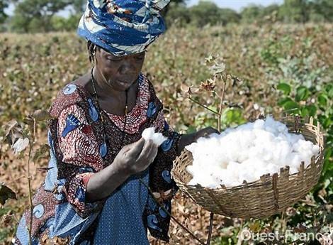 Bénin : Crédit d’appui au profit des producteurs de coton
