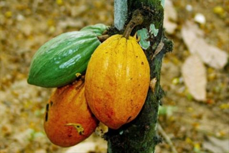 Cameroun : Baisse de la production cacaoyère