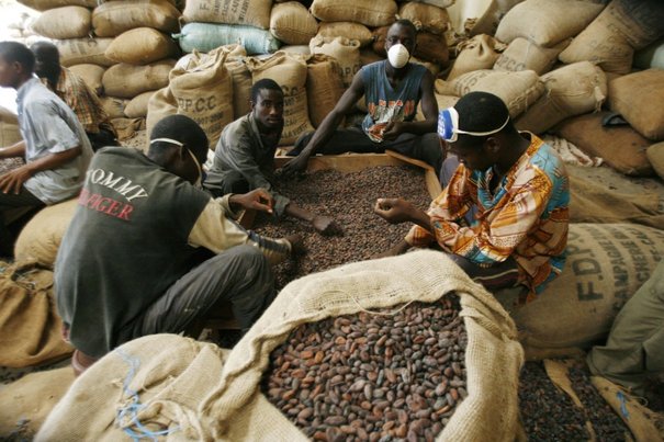 L’ICCO dément les risques de pénurie du cacao à l’horizon 2020