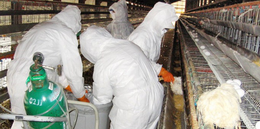 Une deuxième victime de la grippe aviaire en Egypte