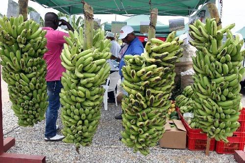 Mozambique : La surproduction bananière inquiète les agriculteurs