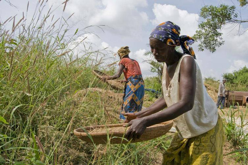 FAO: L’insécurité alimentaire aggravée par Ebola et les Conflits Africains