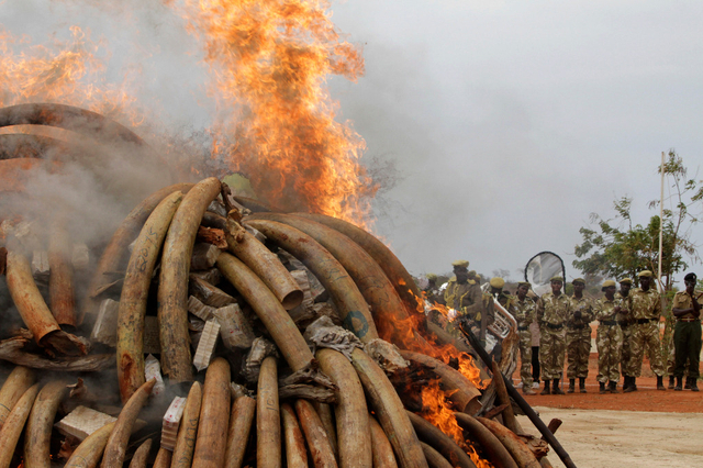 Kenya : 15 tonnes d’ivoire brûlées par le président Kenyatta