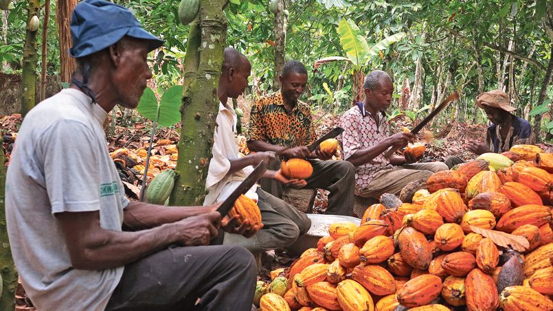 Le Ghana s’attend à une régression de sa production de cacao