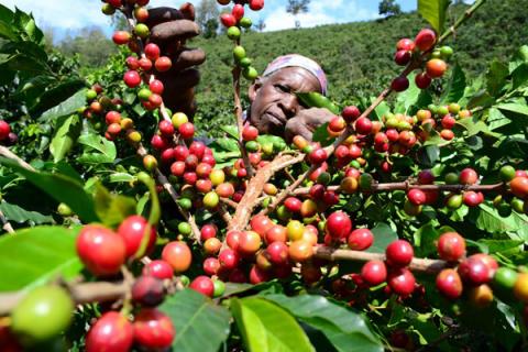 Burundi : La filière café peine à décoller