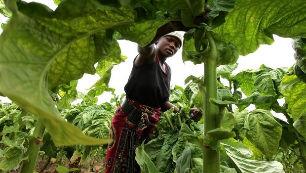 L’agriculteur ivoirien a finalement un statut légal