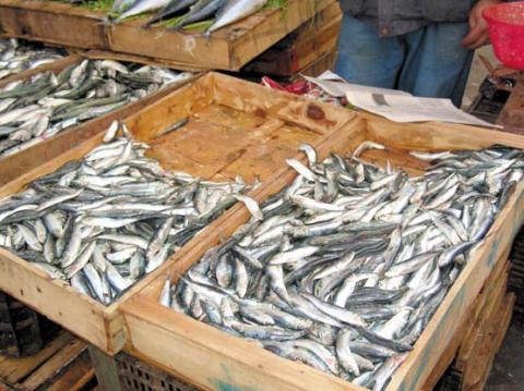 Algérie : l’Apoce appelle au boycott de l’augmentation du prix de la sardine