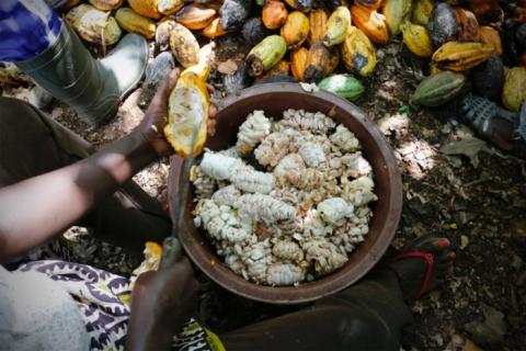 Côte d’Ivoire : 1,74 million tonnes de cacao attendue