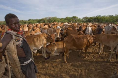 Kenya : Près de 75 villageois tuées dans le vol de bétail