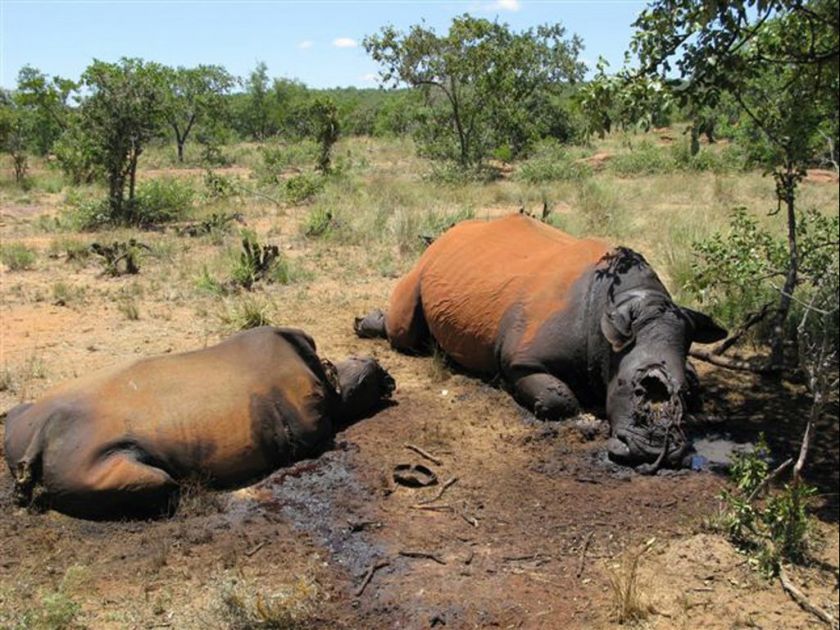 Afrique du Sud : le nombre de rhinocéros braconnés en hausse