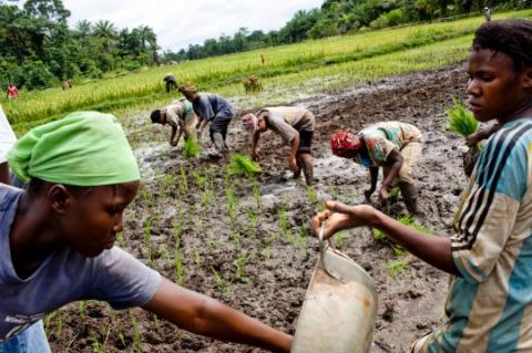 Le Cameroun a besoin de 1.500 milliards FCFA pour financer son plan agricole