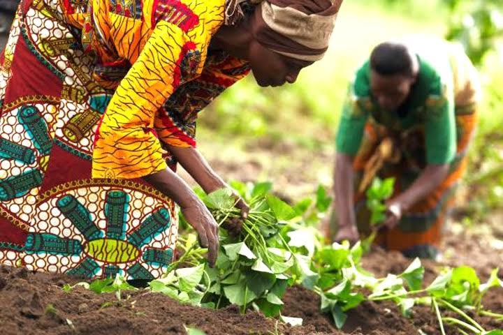 La BAD mobilisera 3 milliards $ pour les femmes rurales en Afrique