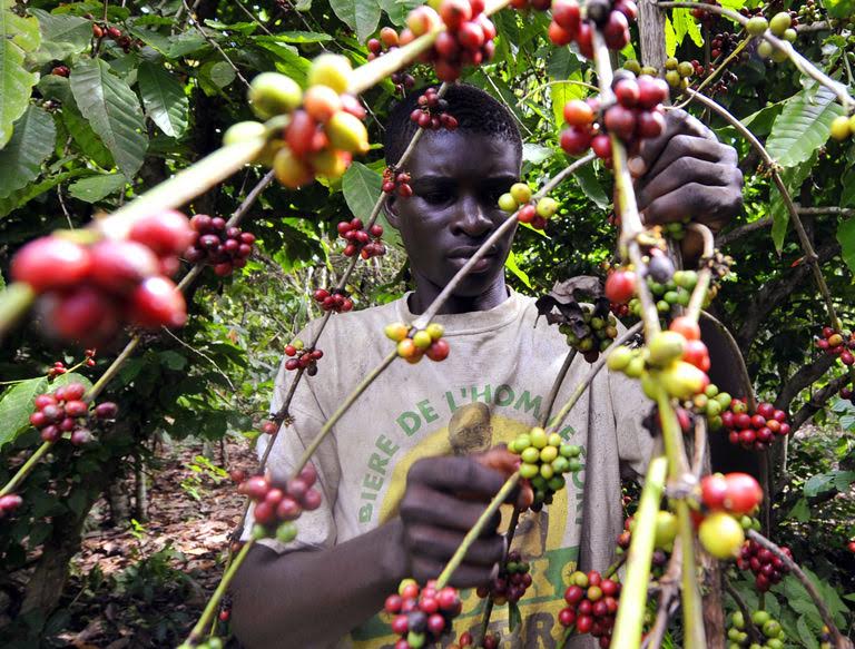 Côte d’Ivoire : Premier producteur mondial d’anacarde