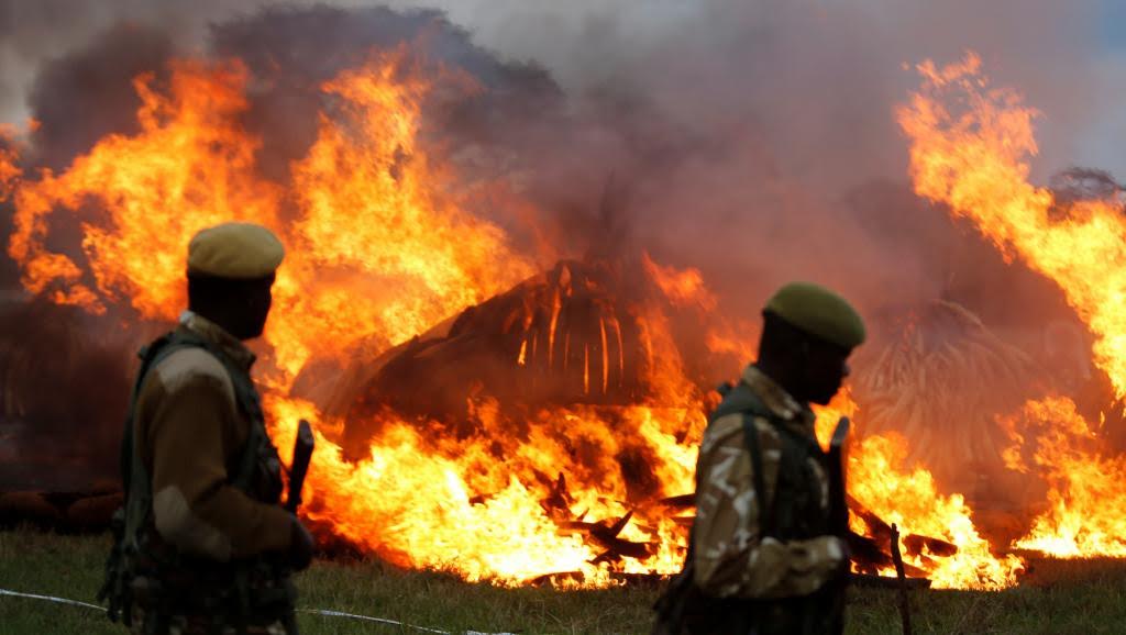 Destruction de 105 tonnes d’ivoire au Kenya