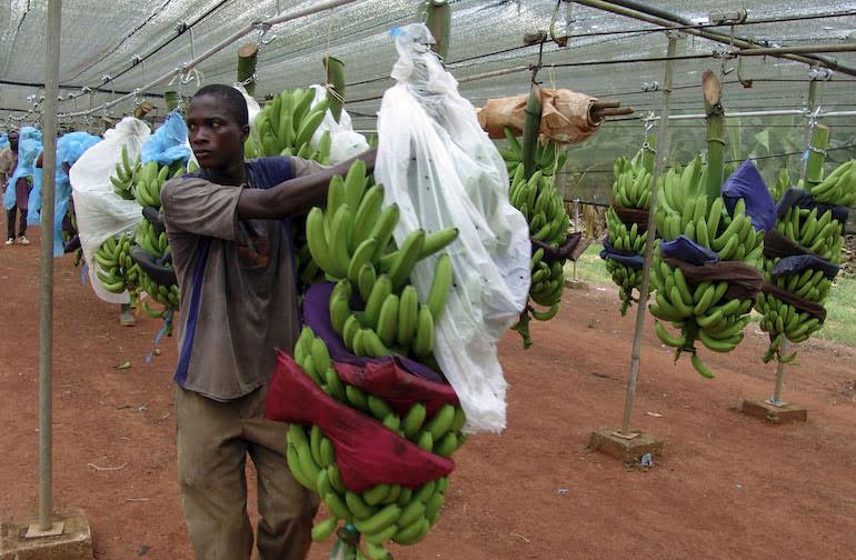 L’UE octroie 3,6 milliards de FCFA à la filière de la banane en Côte d’Ivoire