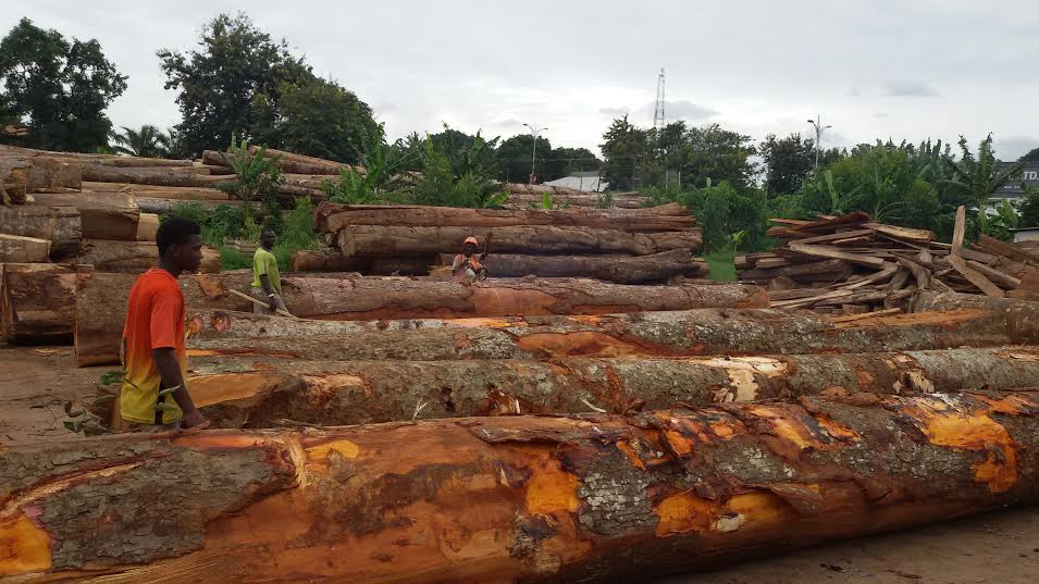 Afrique: La déforestation menace des écosystèmes fragiles