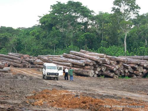 Deux chercheurs de Global Witness indésirables en RDC