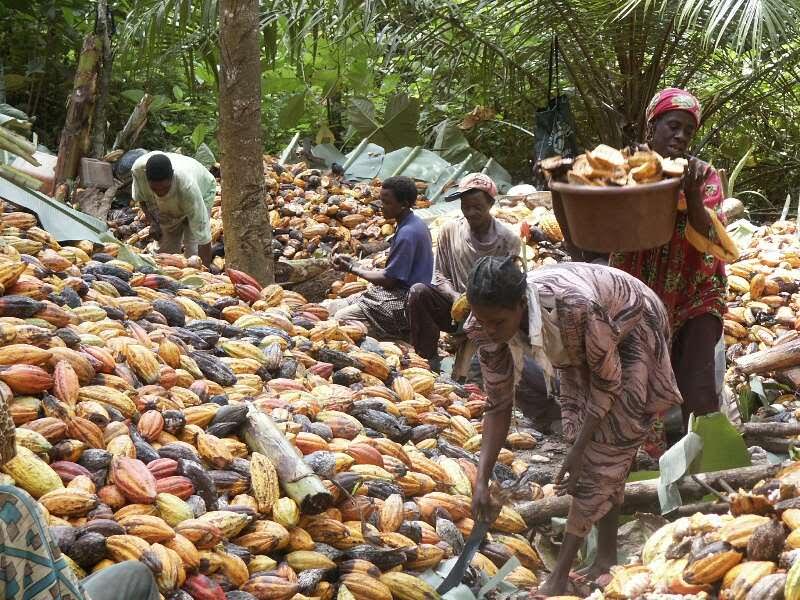 Côte d’Ivoire: SFI et d’autres investisseurs injectent 9 millions de $ dans le cacao