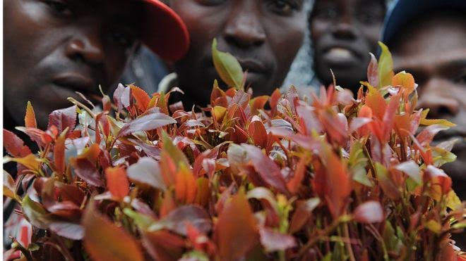 La Somalie interdit l’atterrissage des avions transportant du Khat