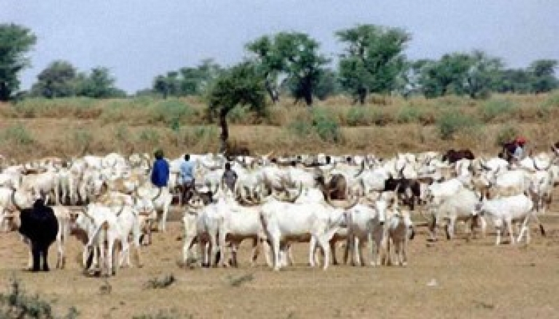La Banque mondiale accorde 100 millions de dollars au secteur de l’élevage au Cameroun
