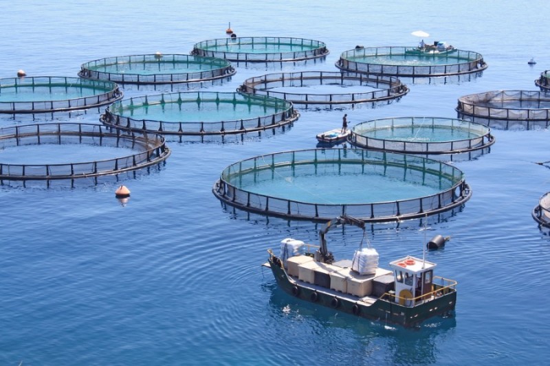 Algérie : L’UE finance un programme de la pêche avec 15 millions d’euros