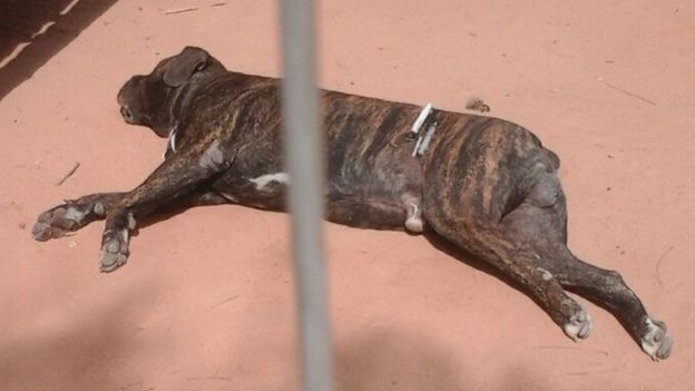Gambie : Le chien ayant causé la mort du fils du président Barrow a été tué