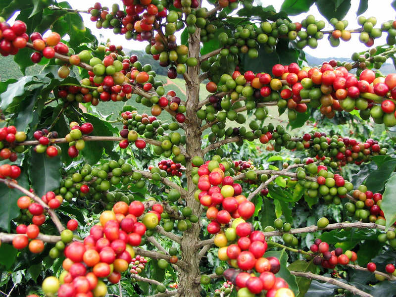 Le Rwanda augmente de 64% le prix minimum garanti du café pour booster la production