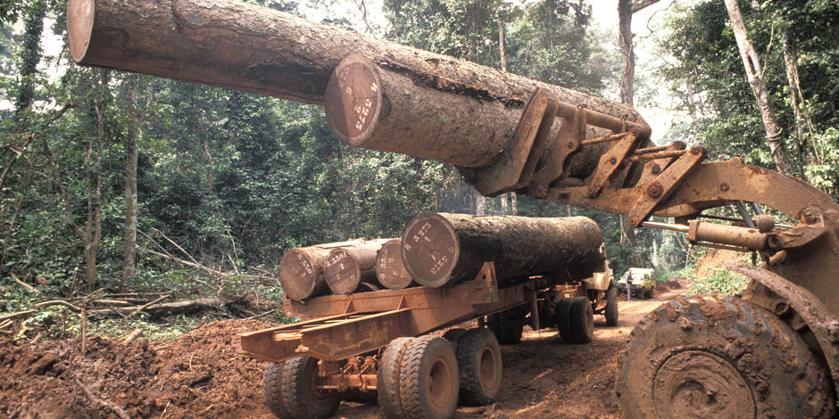 La RDC arrête 14 Chinois pour trafic illégal de bois rouge