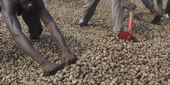 Guinée-Bissau : Le président Vaz fait suspendre la vente de noix de cajou