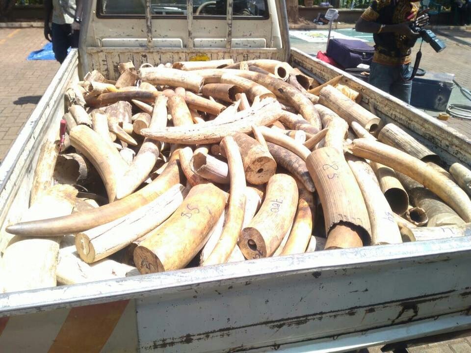 Le torchon brûle entre l’Ouganda et la Chine sur le dossier du trafic d’ivoire