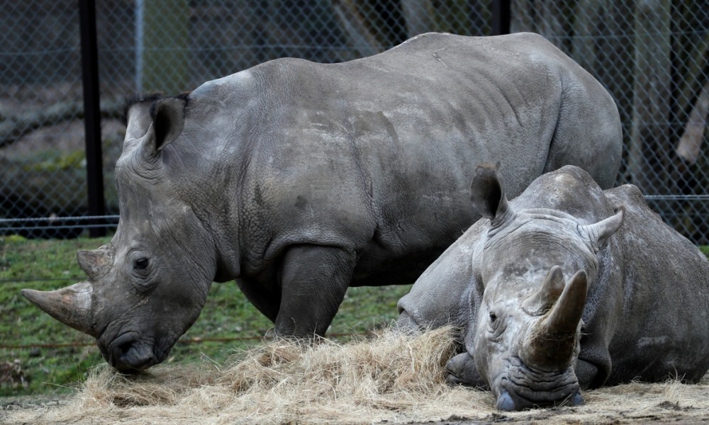 Un spécialiste des animaux tué par un rhinocéros au Rwanda