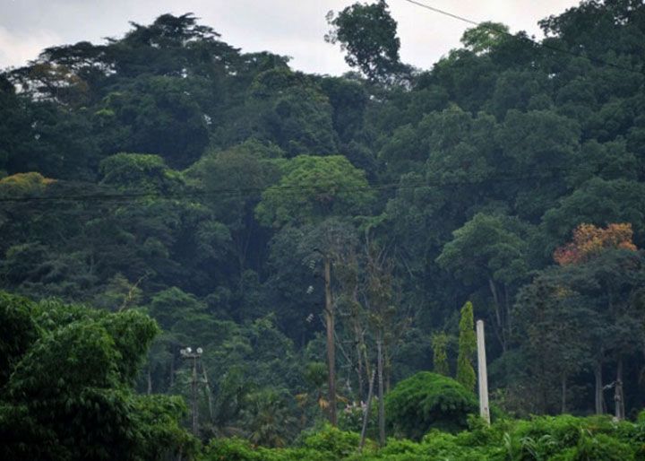 La Banque mondiale au chevet de la forêt ivoirienne