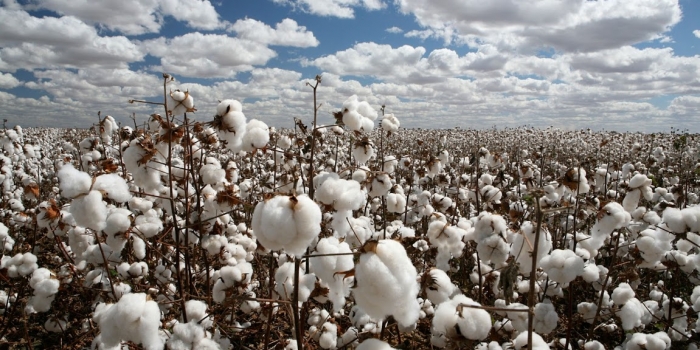 Le Mali à nouveau premier producteur de coton en Afrique