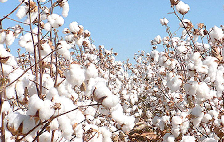 La Côte d’Ivoire ambitionne d’augmenter sa production de coton à 600.000 tonnes d’ici 2020