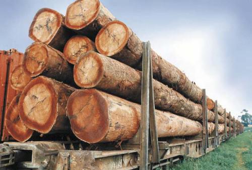 Le Gabon considéré comme une référence pour la gestion des forêts par WWF