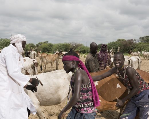 Tchad : Vaccination de 12 millions d’animaux