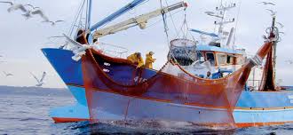 Le Mozambique interdit la pêche et la vente de crevettes pendant 2 mois