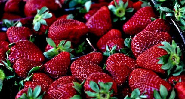 Maroc : 9ème festival de la fraise à Sidi Allal Tazi pour la valorisation de la filière
