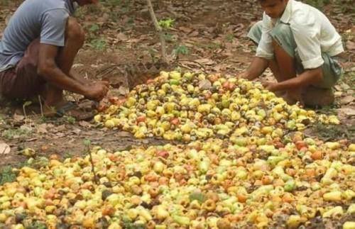 La Guinée-Bissau réduit les taxes à l’exportation de la noix de cajou