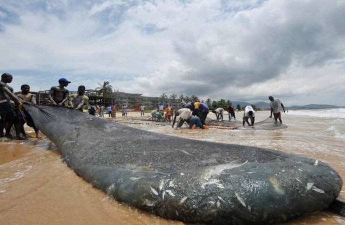 Sierra Leone : les autorités interdisent la pêche industrielle pour un mois