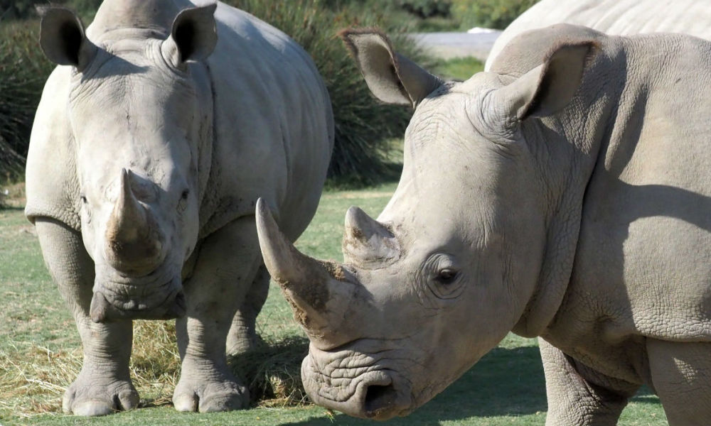 Importante saisie de cornes de rhinocéros en Afrique du Sud