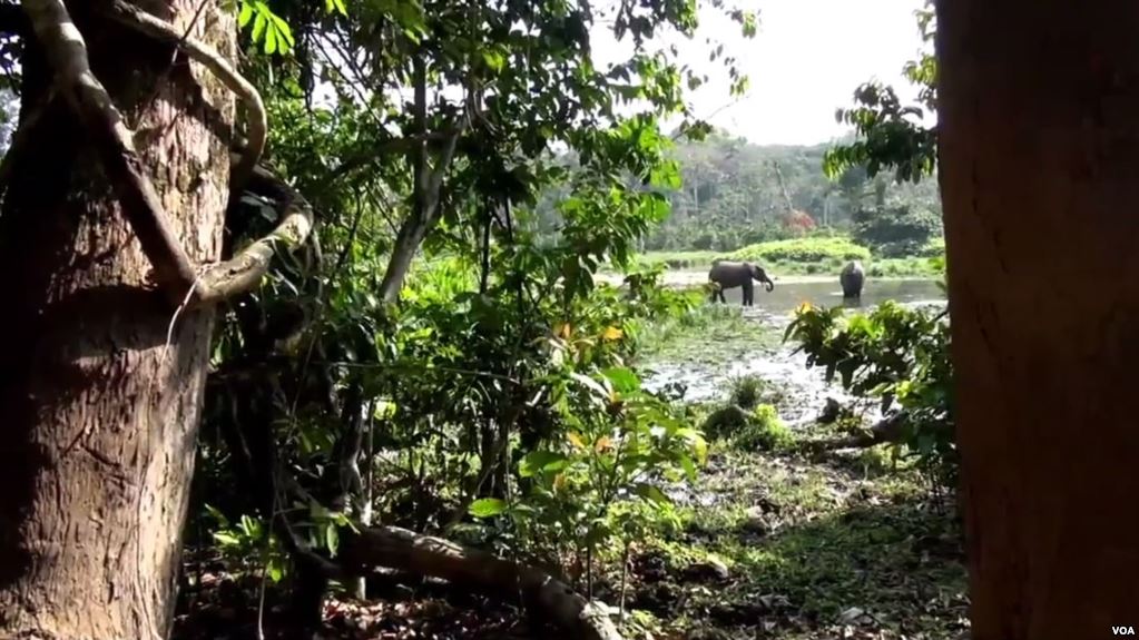 La Présidence du Gabon exige des «peines exemplaires» contre les vols de bois précieux