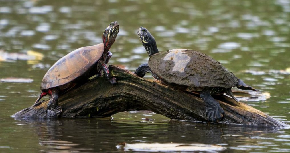 Madagascar : Des trafiquants de tortues lourdement condamnés