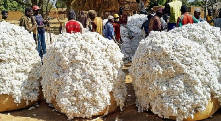 Le Bénin devient le premier producteur africain de coton graines