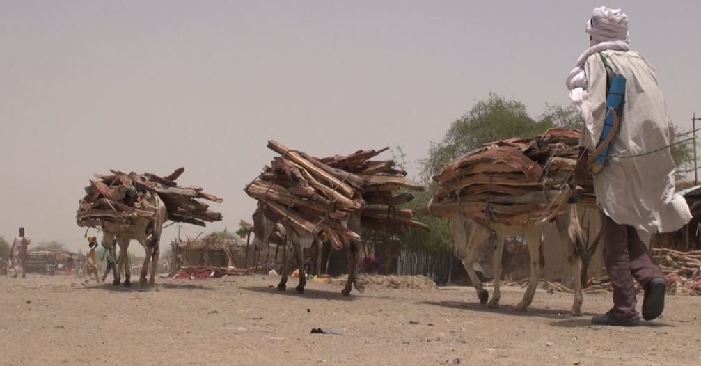 Une ONG demande au Kenya d’interdire le commerce de peaux d’ânes vers la Chine