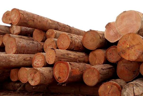 Gabon : plusieurs hauts responsables suspendus pour leur implication dans le trafic du bois