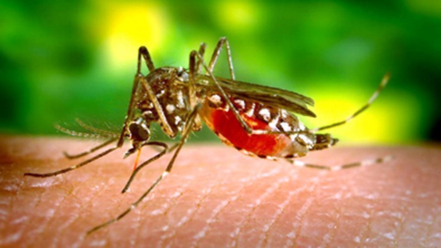L’Algérie débarrassée officiellement du paludisme