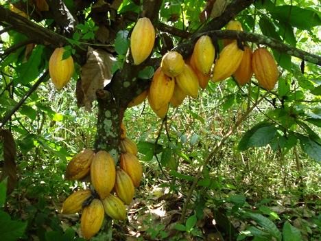 Le Ghana et la Côte-d’Ivoire suspendent leur vente de fèves de cacao
