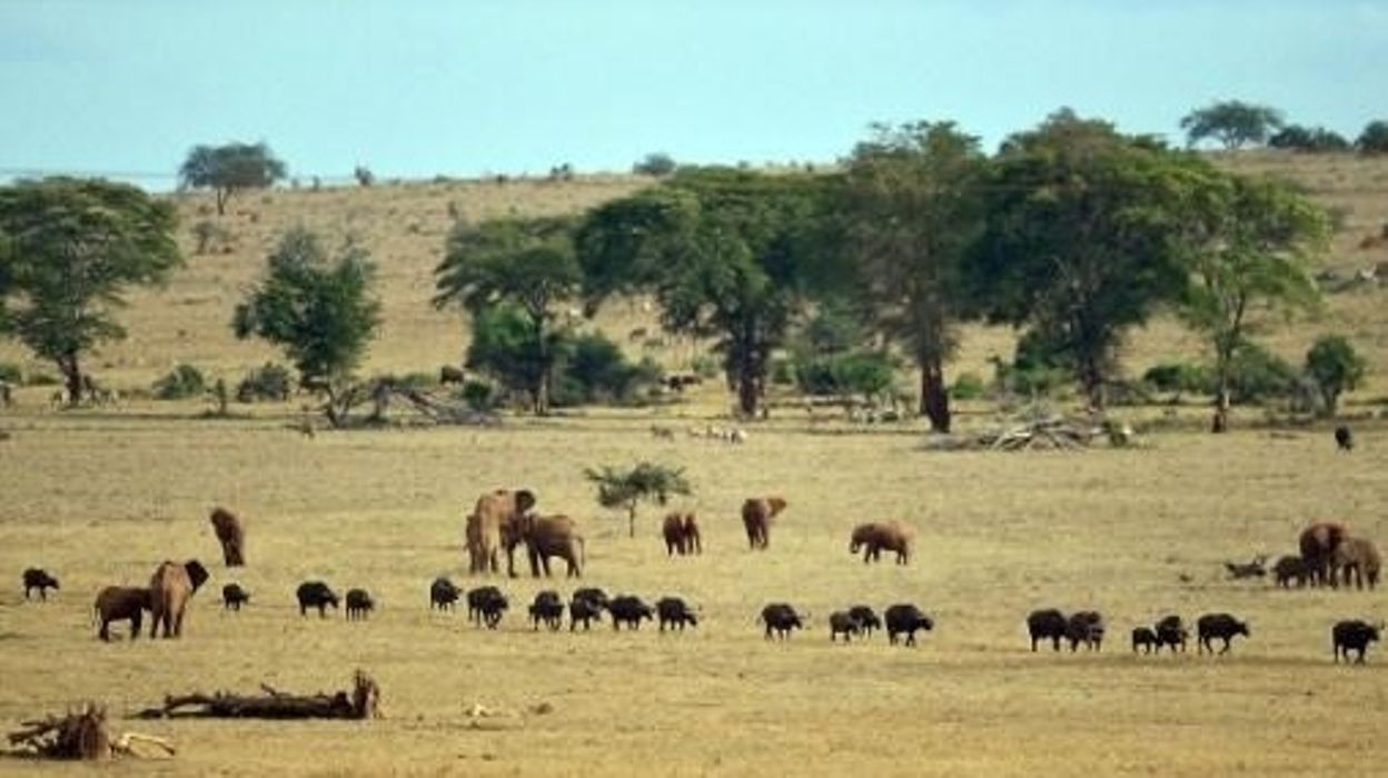 La Namibie vend ses animaux sauvages aux enchères