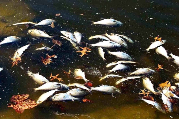 Inquiétude au Gabon après la découverte de poissons morts dans l’Ogooué